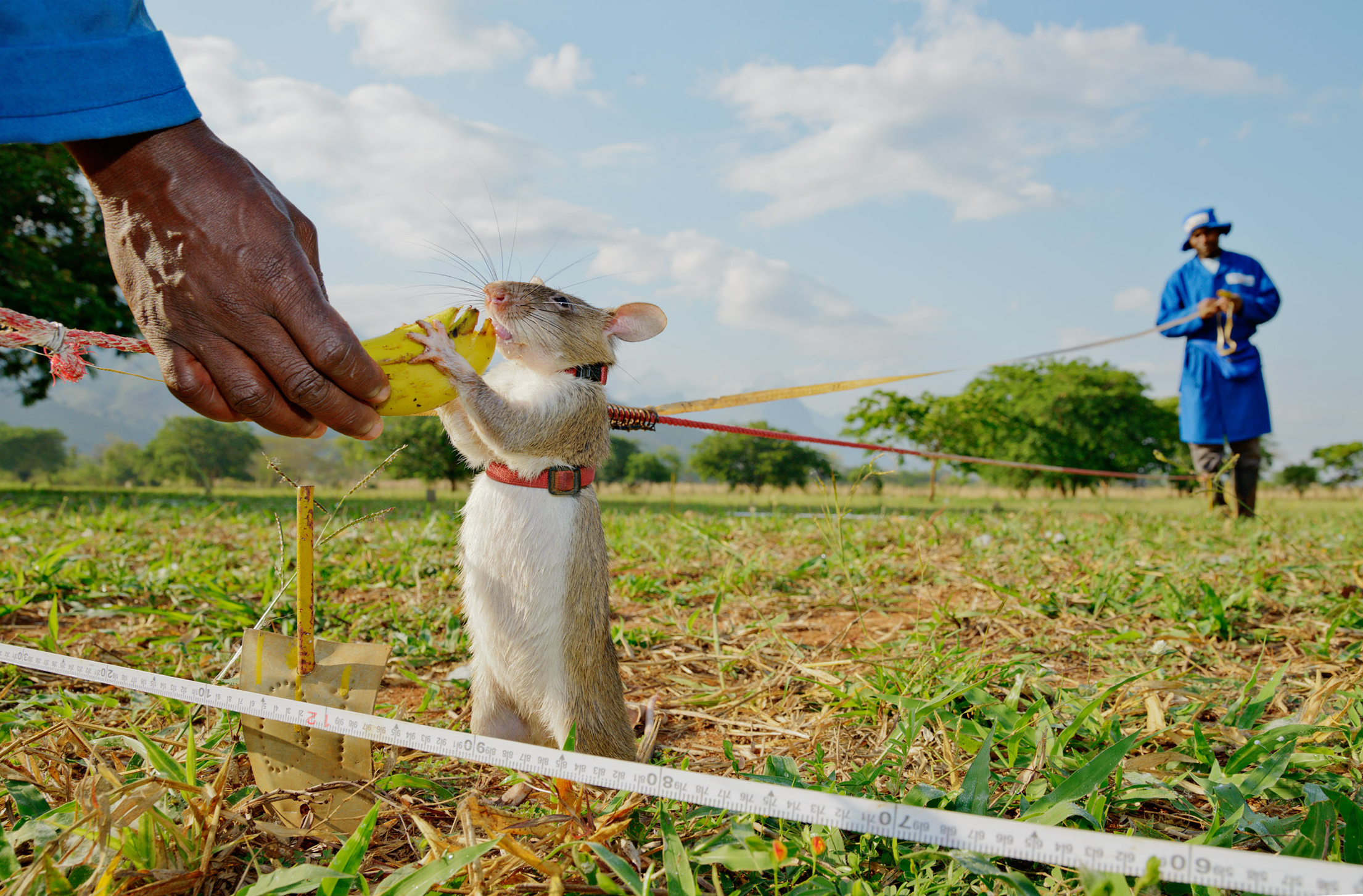 apopo-rat.png
